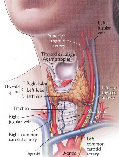 mitec-thyroid