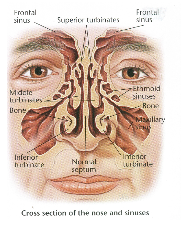 Septoplasty And Turbinoplasty Dr Bridget Clancy Ent Surgeon 2968